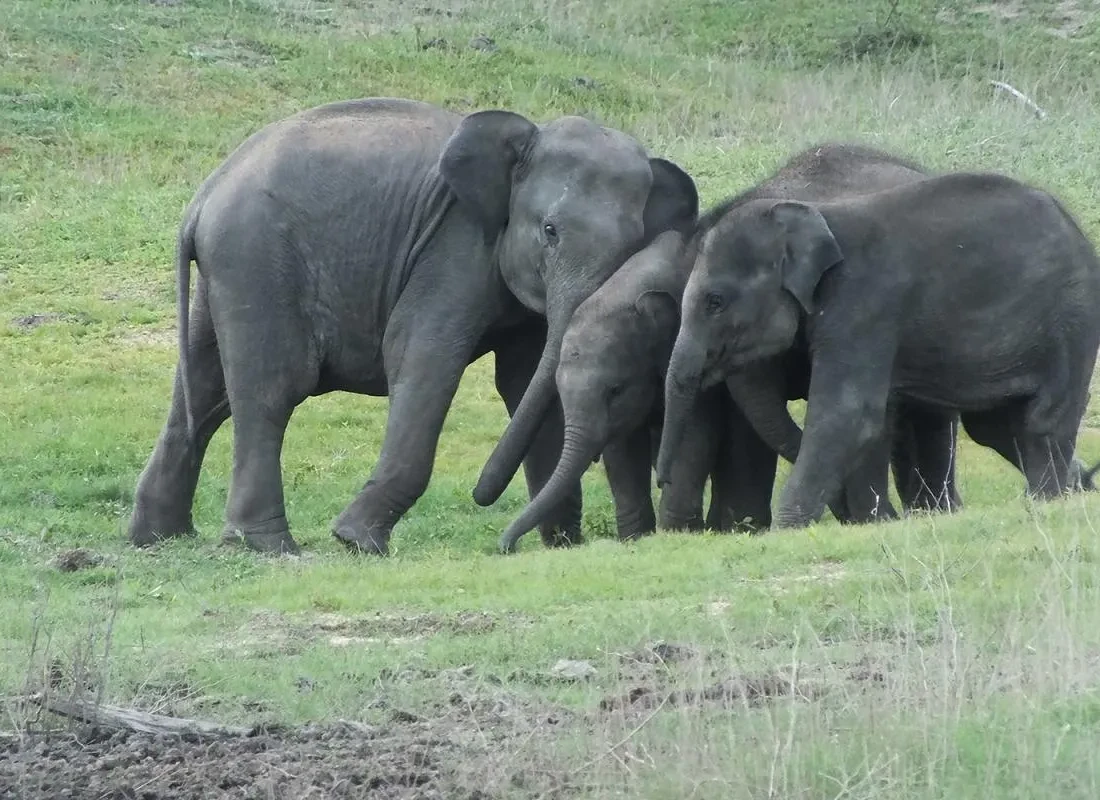 Three adorable elephant calves play on the greens of Gal Oya National Park.